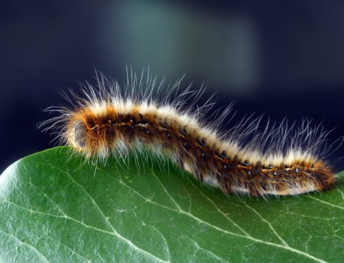 Voorkom aansprakelijkheid processierups